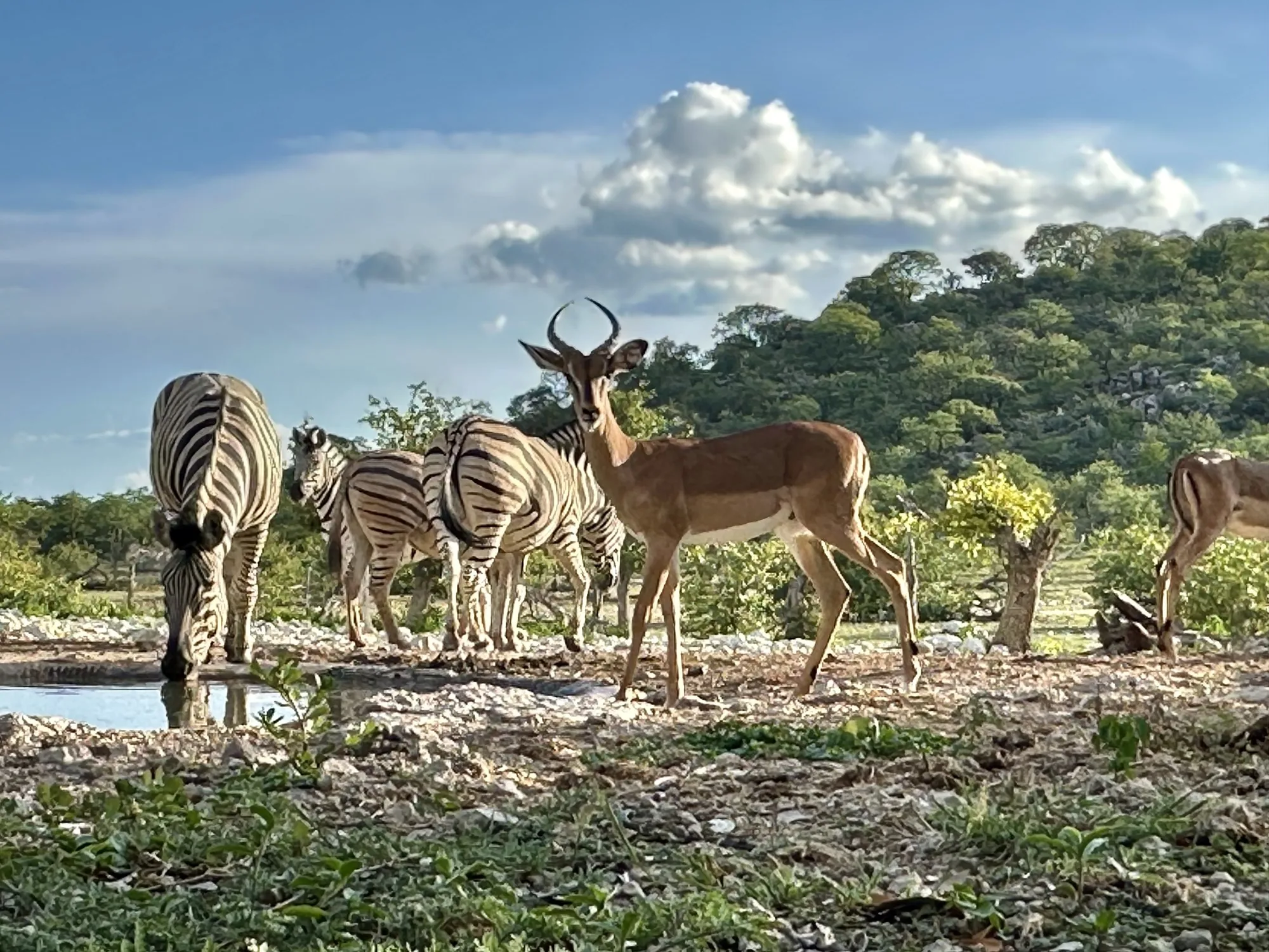 Zebras und Antilopen an einem Wasserloch, bereitgestellt für das Etosha-Kapitel